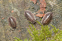 BUITEN BEELD Foto: 251208