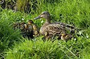 BUITEN BEELD Foto: 251248
