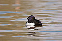 BUITEN BEELD Foto: 251385