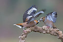 BUITEN BEELD Foto: 251413