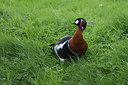 BUITEN BEELD Foto: 251416