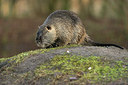 BUITEN BEELD Foto: 251420