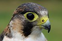 BUITEN BEELD Foto: 251587