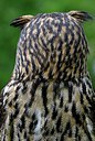 BUITEN BEELD Foto: 251593