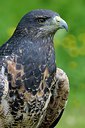 BUITEN BEELD Foto: 251595