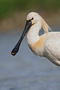 BUITEN BEELD Foto: 251666