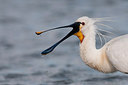 BUITEN BEELD Foto: 251667