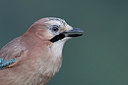 BUITEN BEELD Foto: 251681