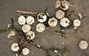 BUITEN BEELD Foto: 251683