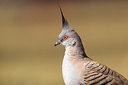 BUITEN BEELD Foto: 251719