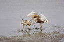 BUITEN BEELD Foto: 251735