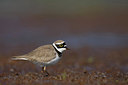 BUITEN BEELD Foto: 251759