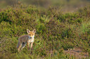 BUITEN BEELD Foto: 251762