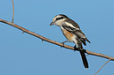 BUITEN BEELD Foto: 251769