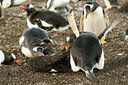 BUITEN BEELD Foto: 251817