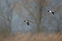 BUITEN BEELD Foto: 251854