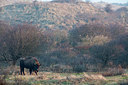 BUITEN BEELD Foto: 251979