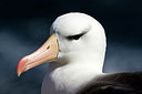 BUITEN BEELD Foto: 252023