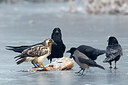 BUITEN BEELD Foto: 252024