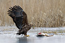 BUITEN BEELD Foto: 252036