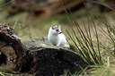 BUITEN BEELD Foto: 252055