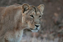BUITEN BEELD Foto: 252070