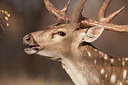 BUITEN BEELD Foto: 252074