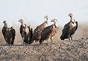 BUITEN BEELD Foto: 252090