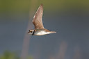 BUITEN BEELD Foto: 252327