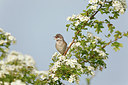 BUITEN BEELD Foto: 252345