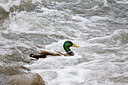 BUITEN BEELD Foto: 252349