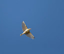 BUITEN BEELD Foto: 252359