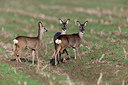 BUITEN BEELD Foto: 252370