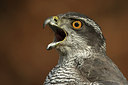 BUITEN BEELD Foto: 252373