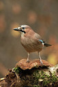 BUITEN BEELD Foto: 252382