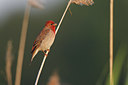 BUITEN BEELD Foto: 252408