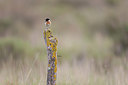 BUITEN BEELD Foto: 252430