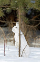 BUITEN BEELD Foto: 252445