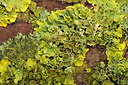 BUITEN BEELD Foto: 252489