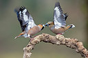 BUITEN BEELD Foto: 252501