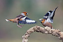 BUITEN BEELD Foto: 252503