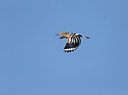 BUITEN BEELD Foto: 252549