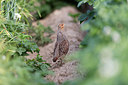 BUITEN BEELD Foto: 252562