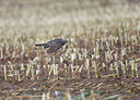 BUITEN BEELD Foto: 252574