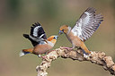 BUITEN BEELD Foto: 252592
