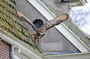 BUITEN BEELD Foto: 252777