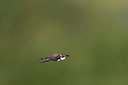 BUITEN BEELD Foto: 252795
