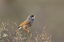 BUITEN BEELD Foto: 252816