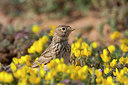 BUITEN BEELD Foto: 252821