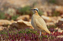 BUITEN BEELD Foto: 252823